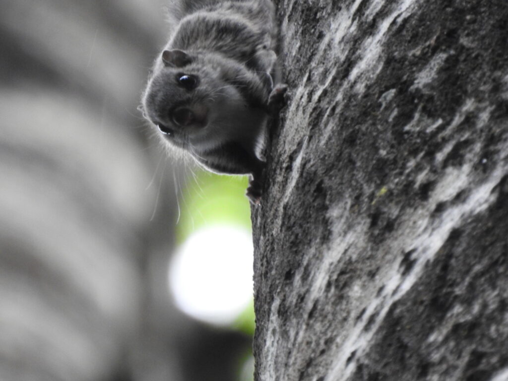 Flying Squirrel by Nina Krueger