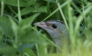 corncrake
