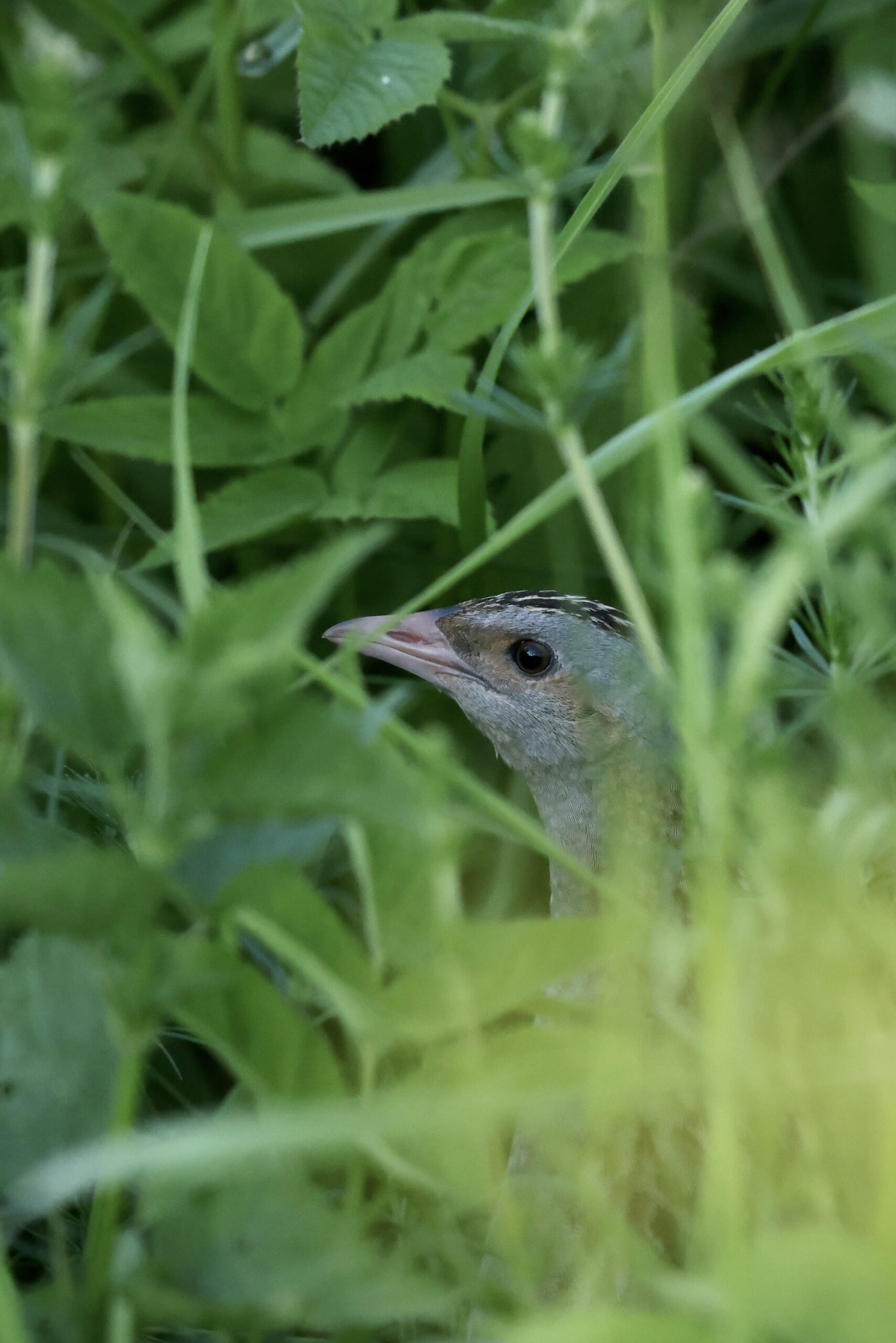 corncrake