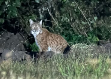 lynx during a birding trip