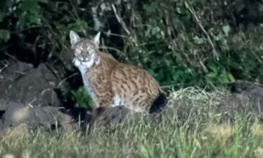 Lynx watching tours in Europe
