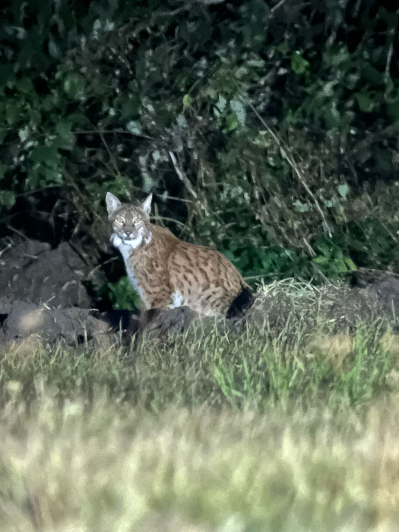 Lynx watching tours in Europe