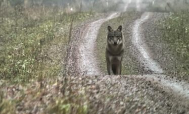 wolf in Estonia