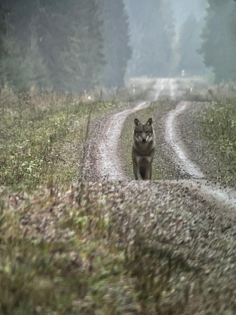 wolf in Estonia