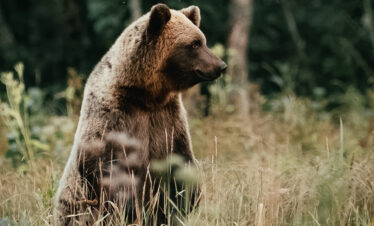 bear standing by Yusuf Bozkurt