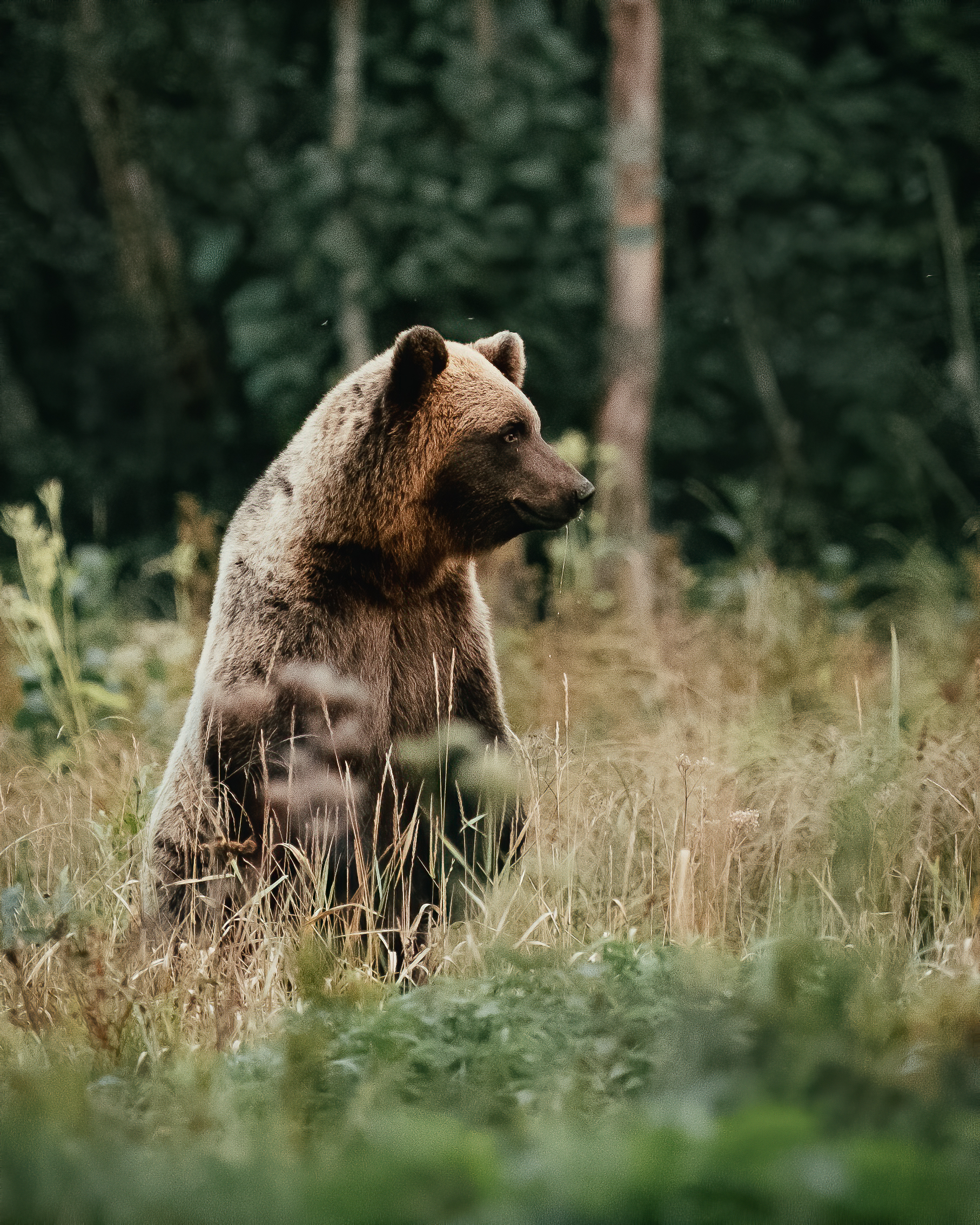 bear standing by Yusuf Bozkurt