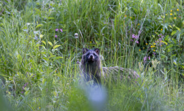 51Marderhund by Martin Rutz