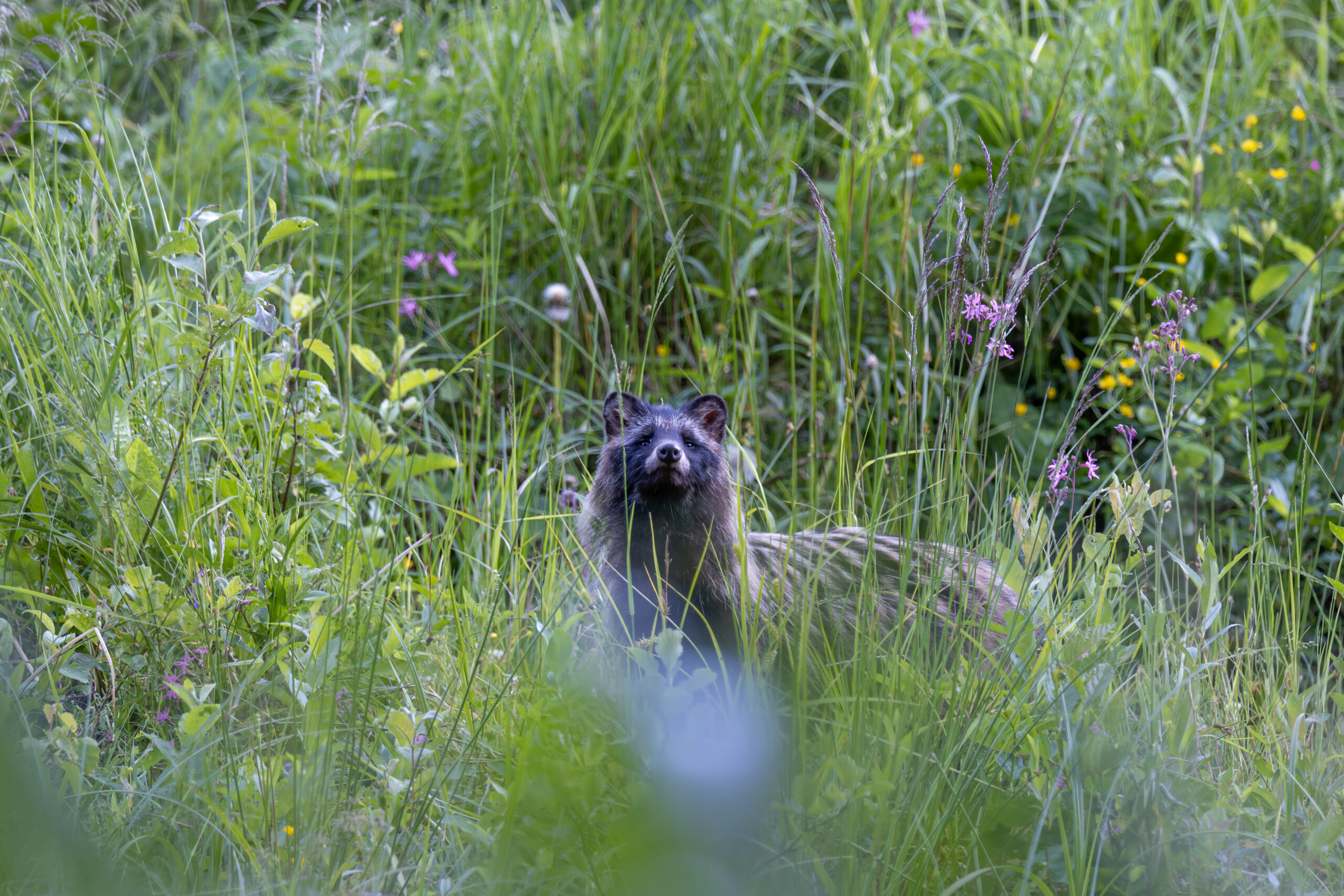 51Marderhund by Martin Rutz