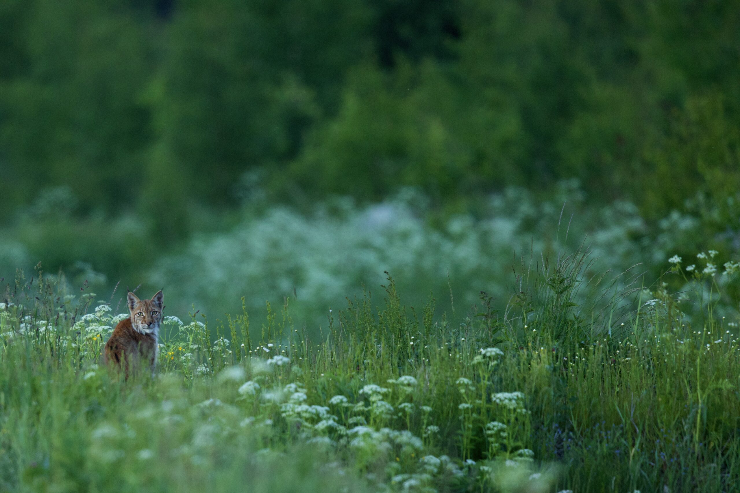 Lynx by _Ronny Andresen48