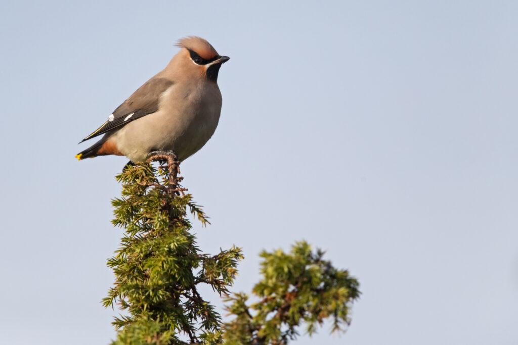 Waxwings by Gerlach photography