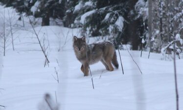 Snow shoe tour on the Wolf tracks