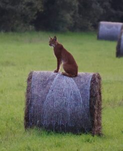 Lynx on hay bale