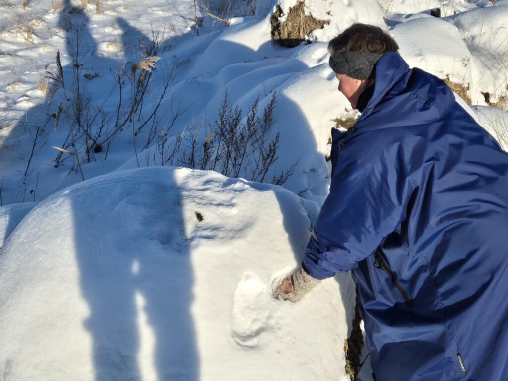 A guide of Natourest is watching a sitting place of Eurasian lynx.