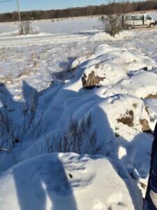 A track line of Lynx on hay bales