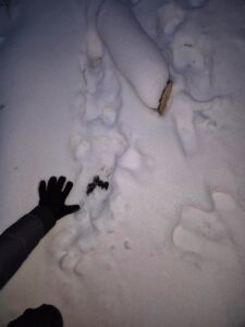 Droppings of the Eurasian Lynx.