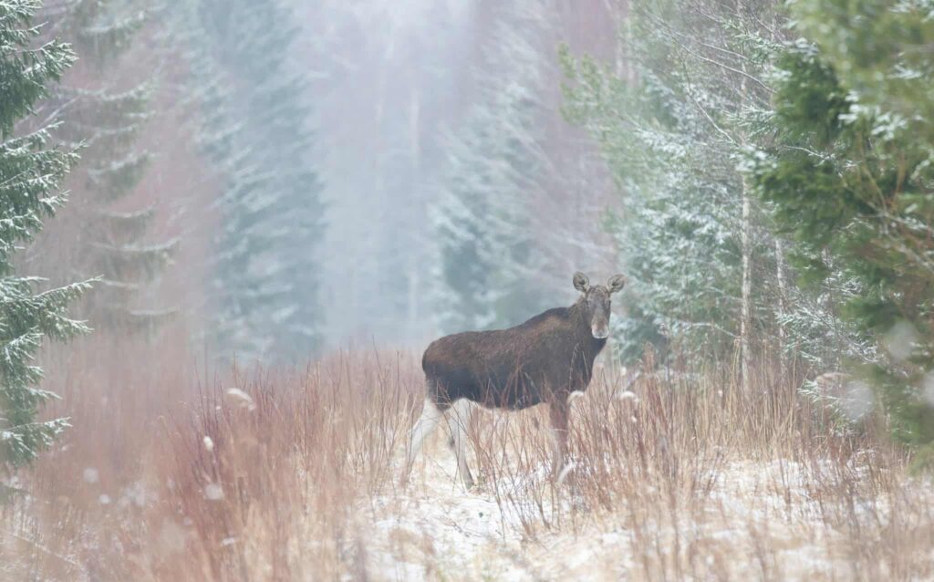 Elk (Moos) in snowy forest.