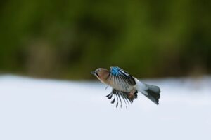 Eurasian jay from eagle hide.