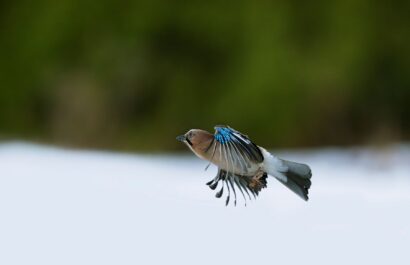 Eurasian jay from eagle hide.