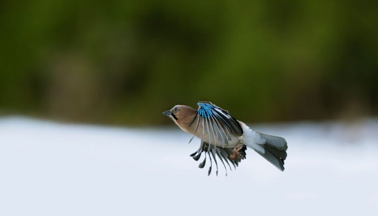 Eurasian jay from eagle hide.
