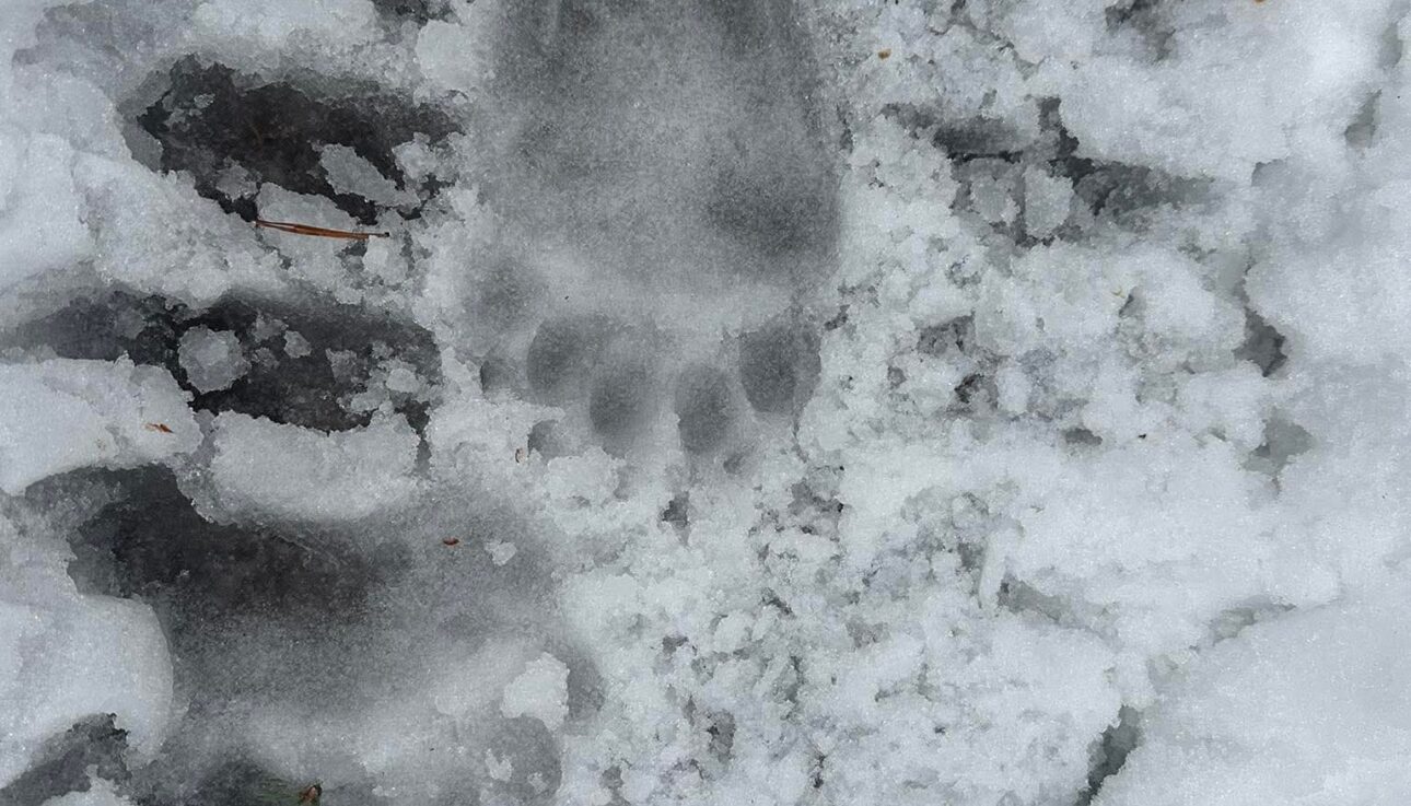 Bear foot print in snow in Lahemaaa National Park