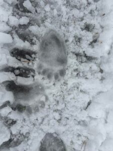 Bear foot print in snow in Lahemaaa National Park