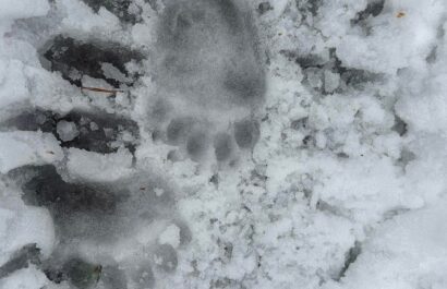 Bear foot print in snow in Lahemaaa National Park