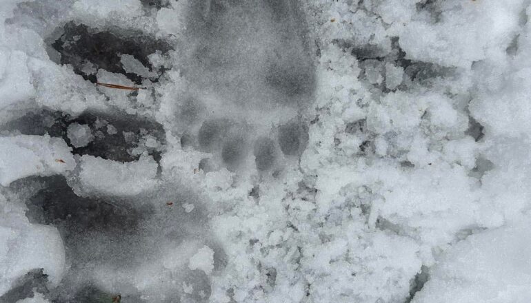 Bear foot print in snow in Lahemaaa National Park