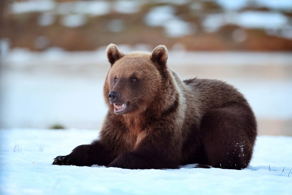 Brown bear in snow, watching and photo