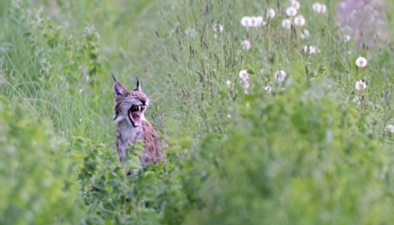 Eurasian Lynx on the field June 2026 in Matsalu National Park in Estonia
