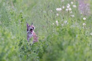 Eurasian Lynx on the field June 2026 in Matsalu National Park in Estonia
