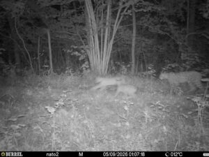 Eurasian lynx tours