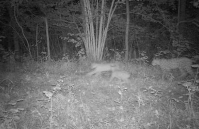 Eurasian lynx tours